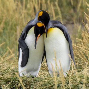 Tierra del Fuego e Pinguim Rei